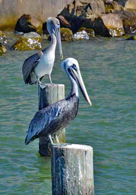 pelicans on post